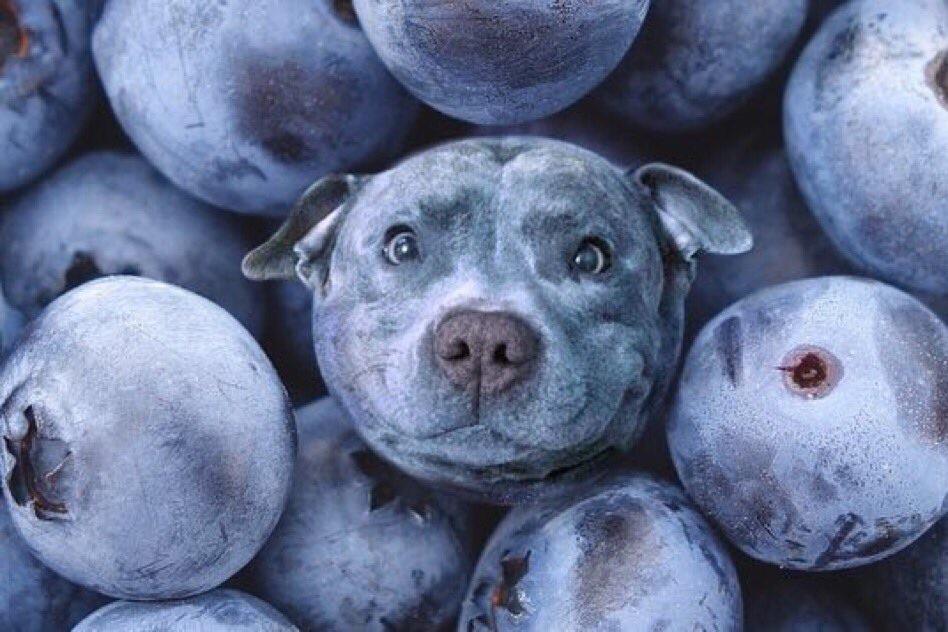Blueberry facial for dogs
