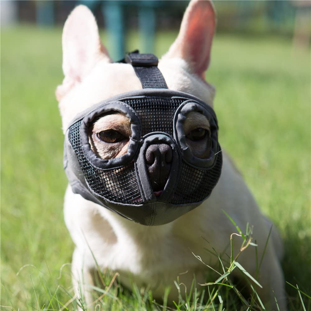 Best dog muzzle Dog muzzles to prevent biting The Pawcollar