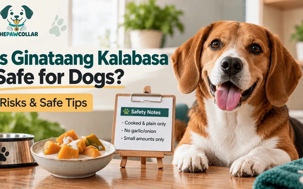 Is Ginataang Kalabasa Safe for Dogs?